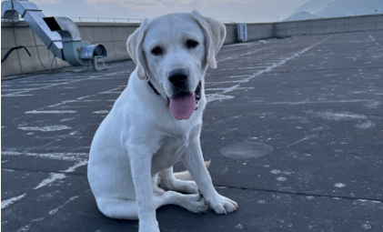 星空-宠物药有多赚钱？海正动保收入下滑盈利增长，估值25亿要上市